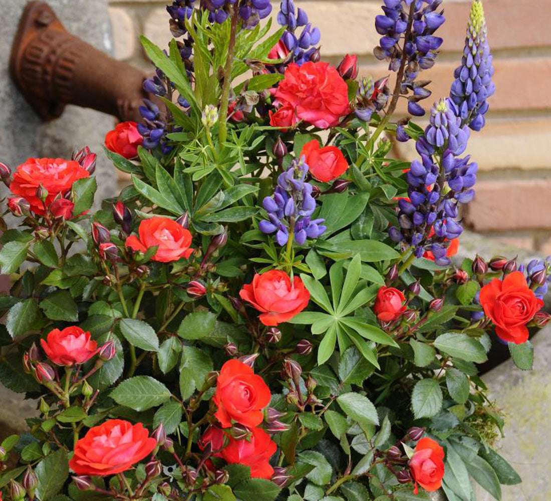 Give a Gift Card from Fresh Garden Living