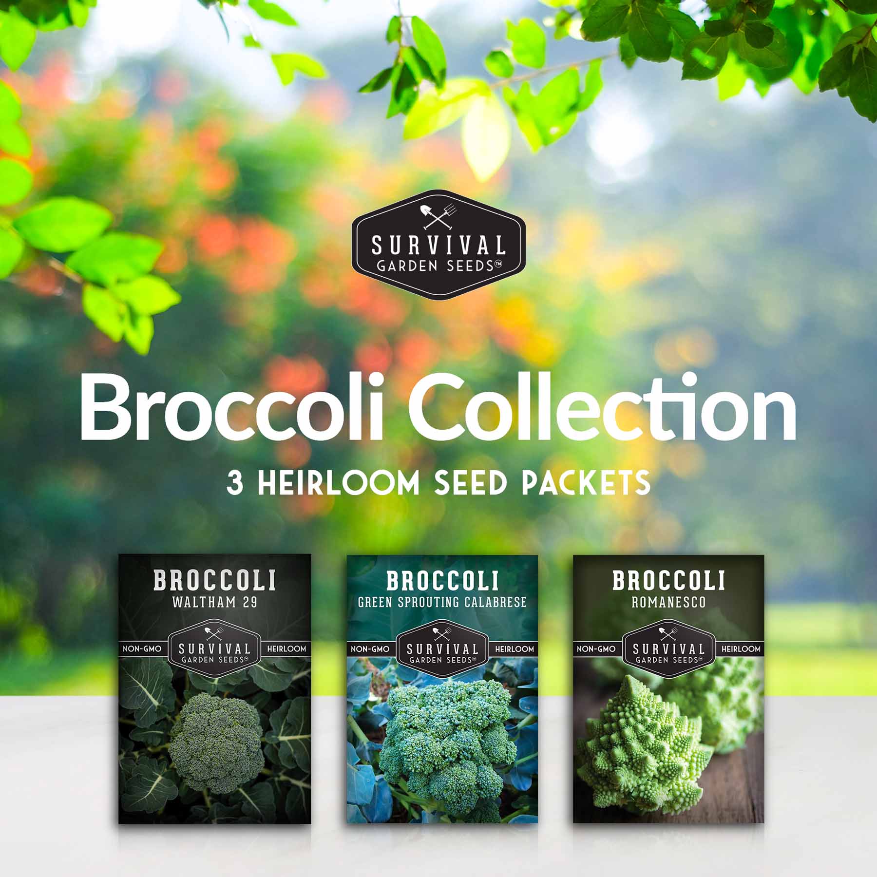 Broccoli Seed Collection - 3 Reliable Broccoli Varieties