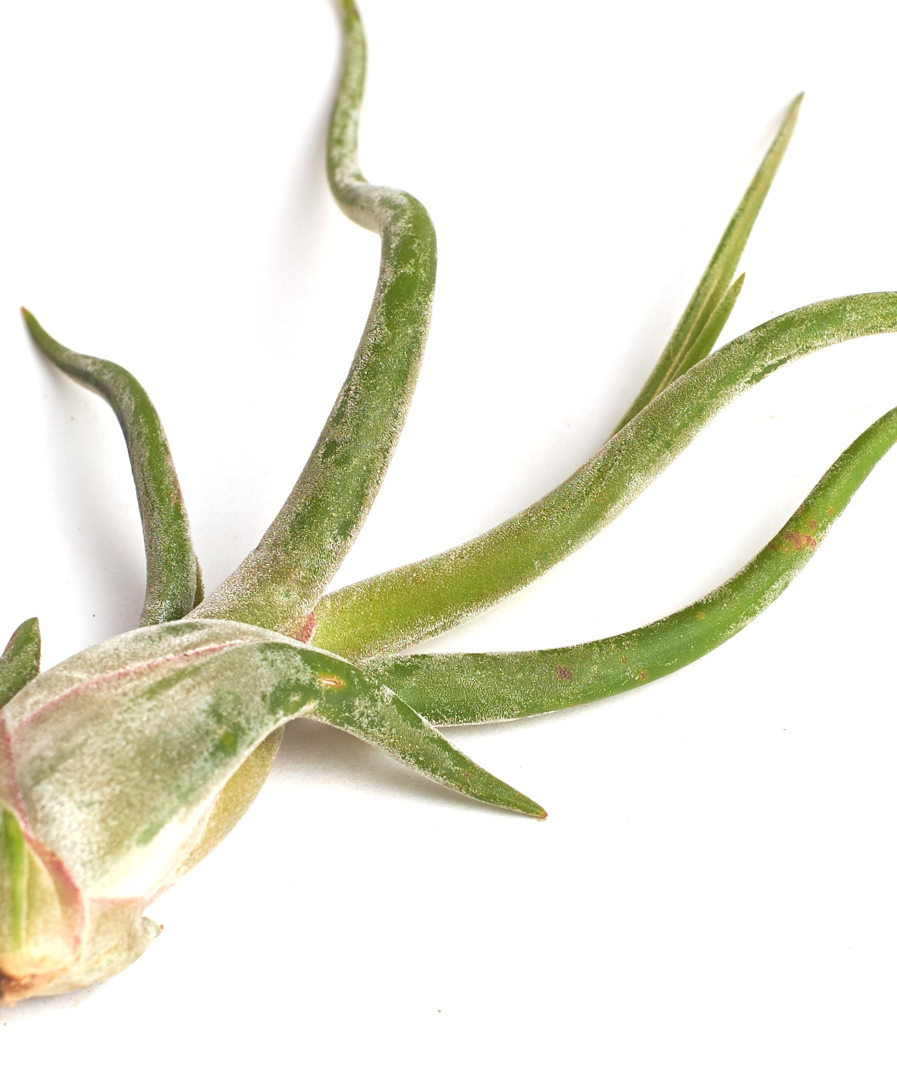 Tillandsia Caput Medusae