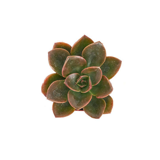 Echeveria 'Melaco'