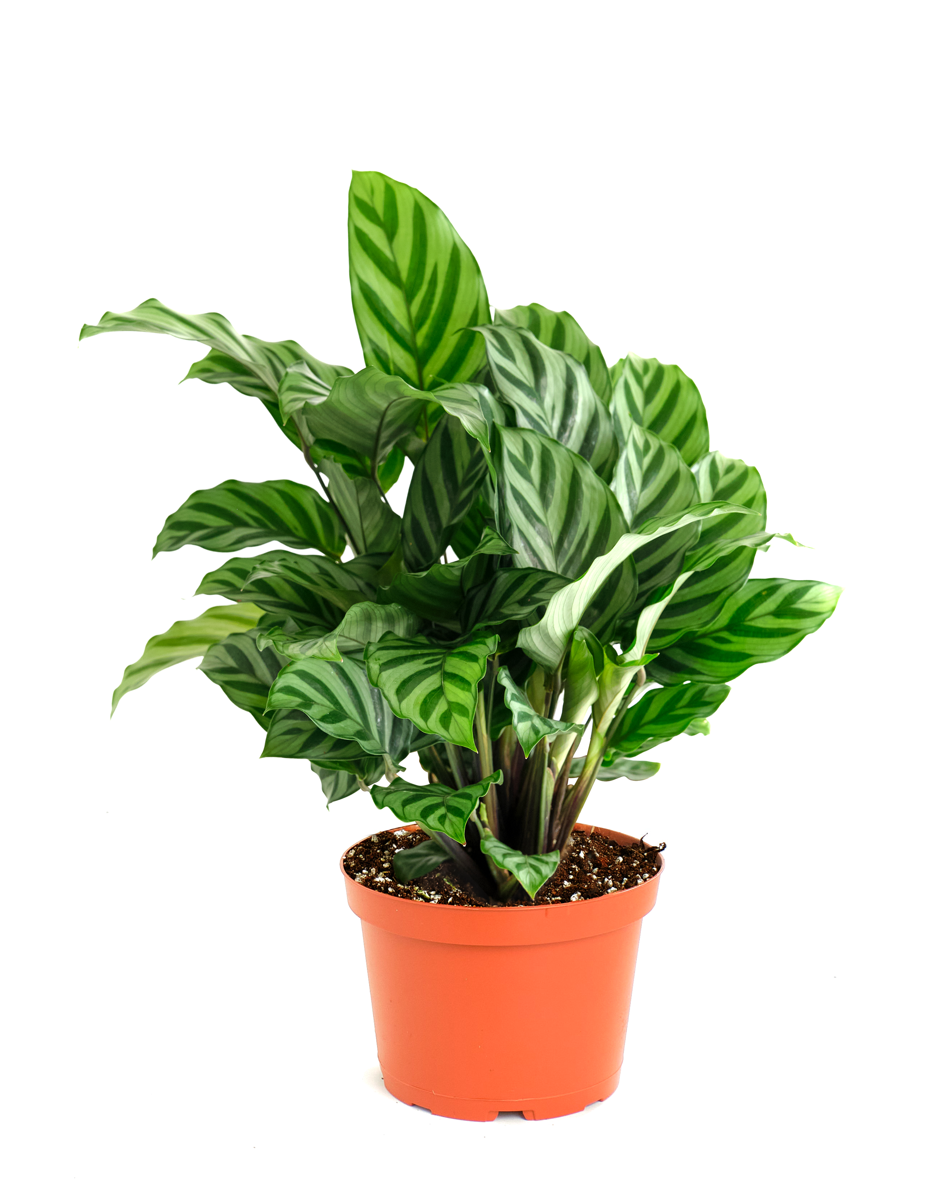 Calathea Concinna 'Freddie'