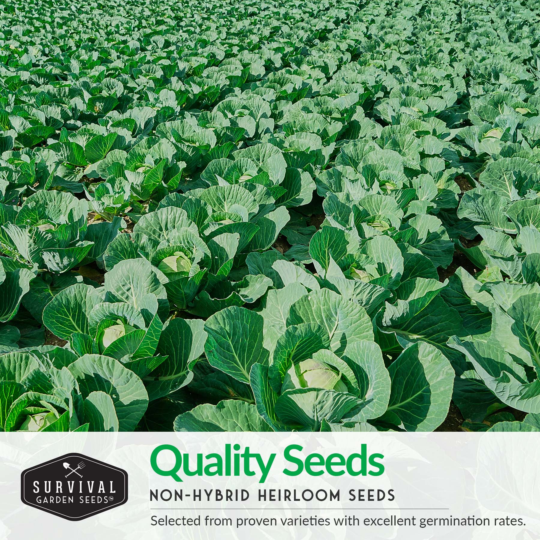 5-Variety Heirloom Cabbage Seed Collection – Non-GMO Green, Red & Napa Cabbages for Spring and Fall Gardens
