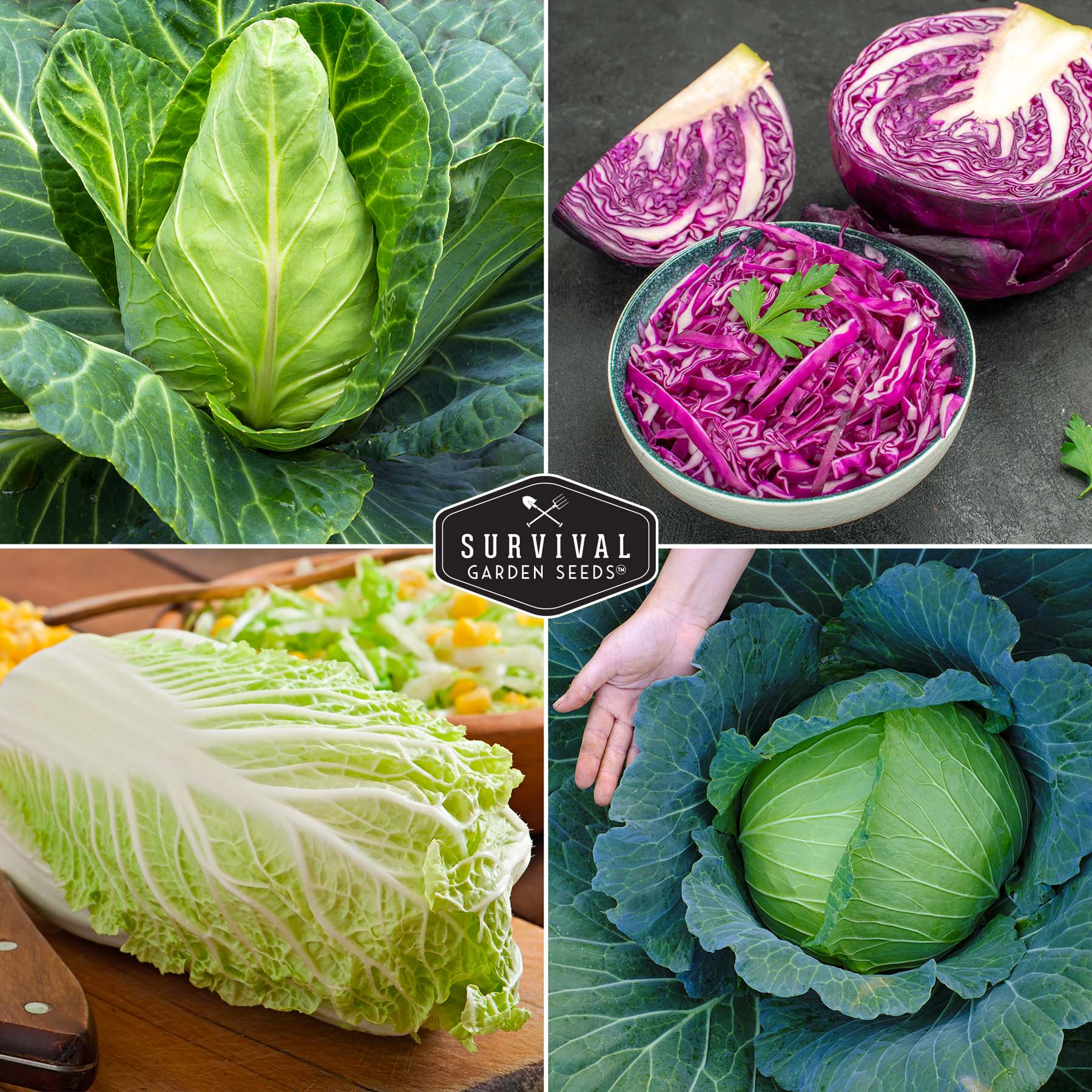 5-Variety Heirloom Cabbage Seed Collection – Non-GMO Green, Red & Napa Cabbages for Spring and Fall Gardens