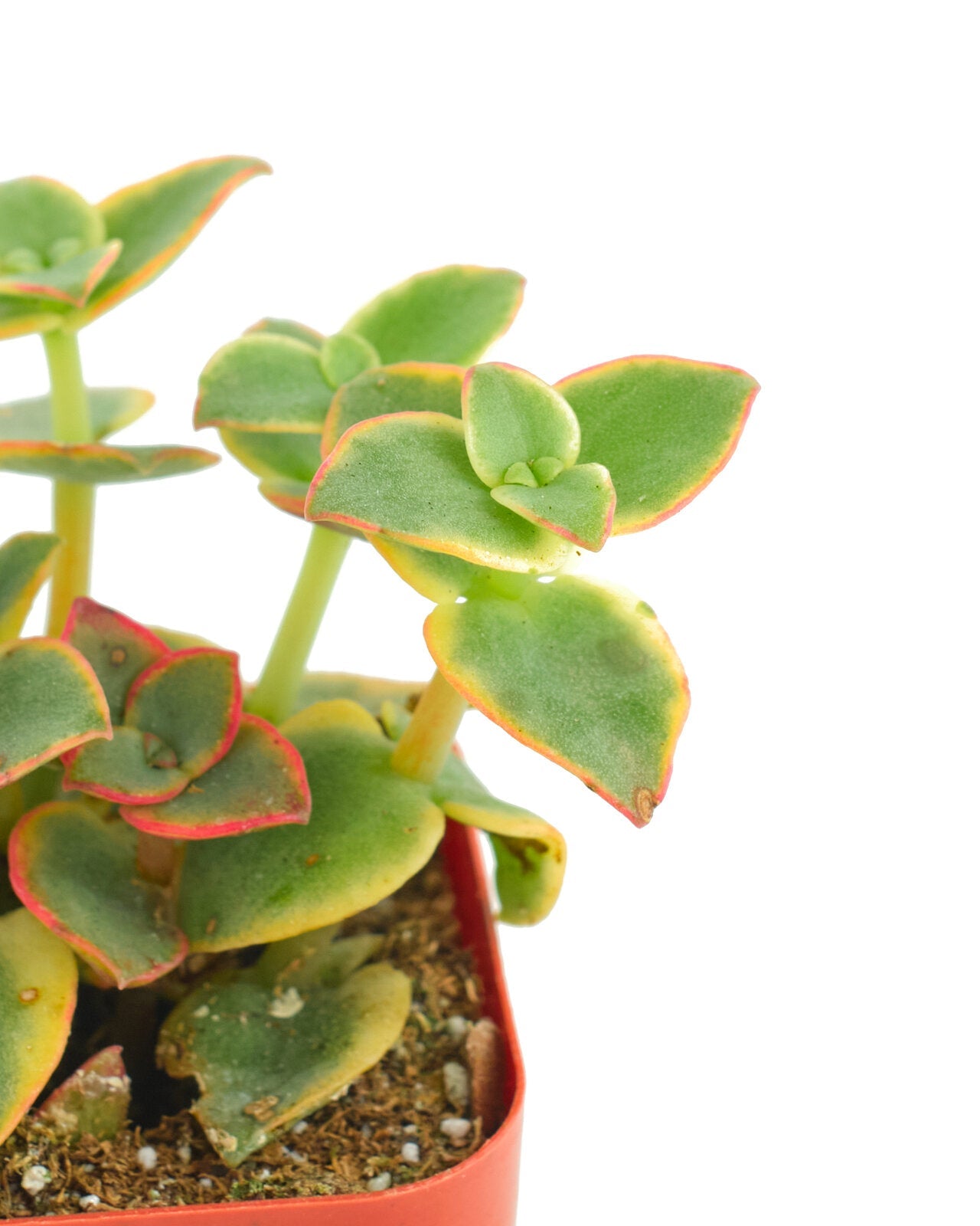 Crassula Pellucida Variegata 'Calico Kitten'