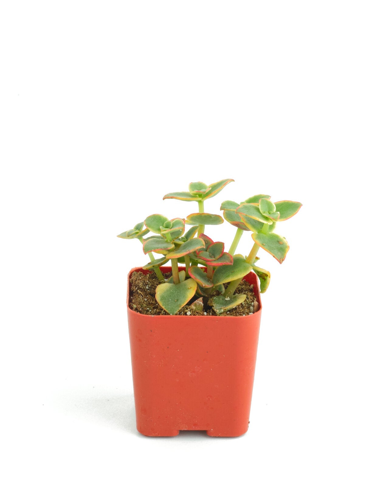 Crassula Pellucida Variegata 'Calico Kitten'