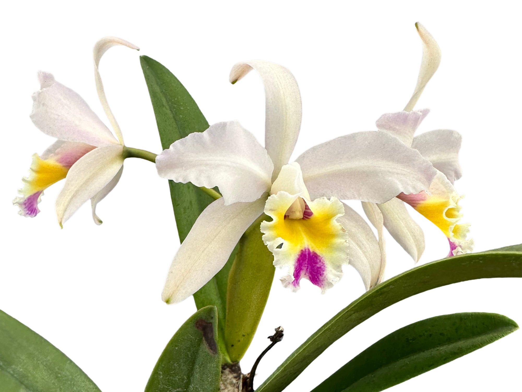 Cattleya Luciana C