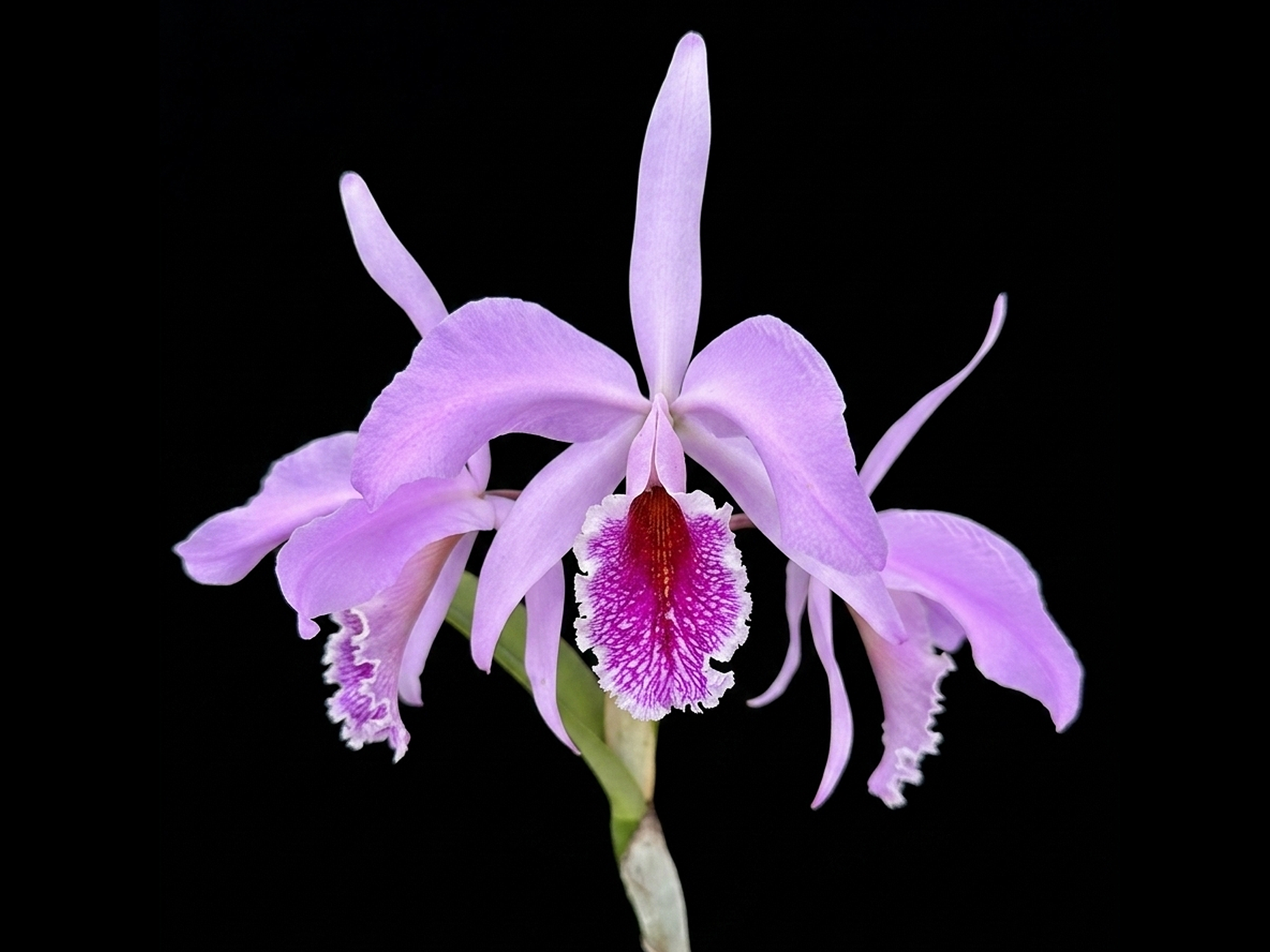 Cattleya Percimax
