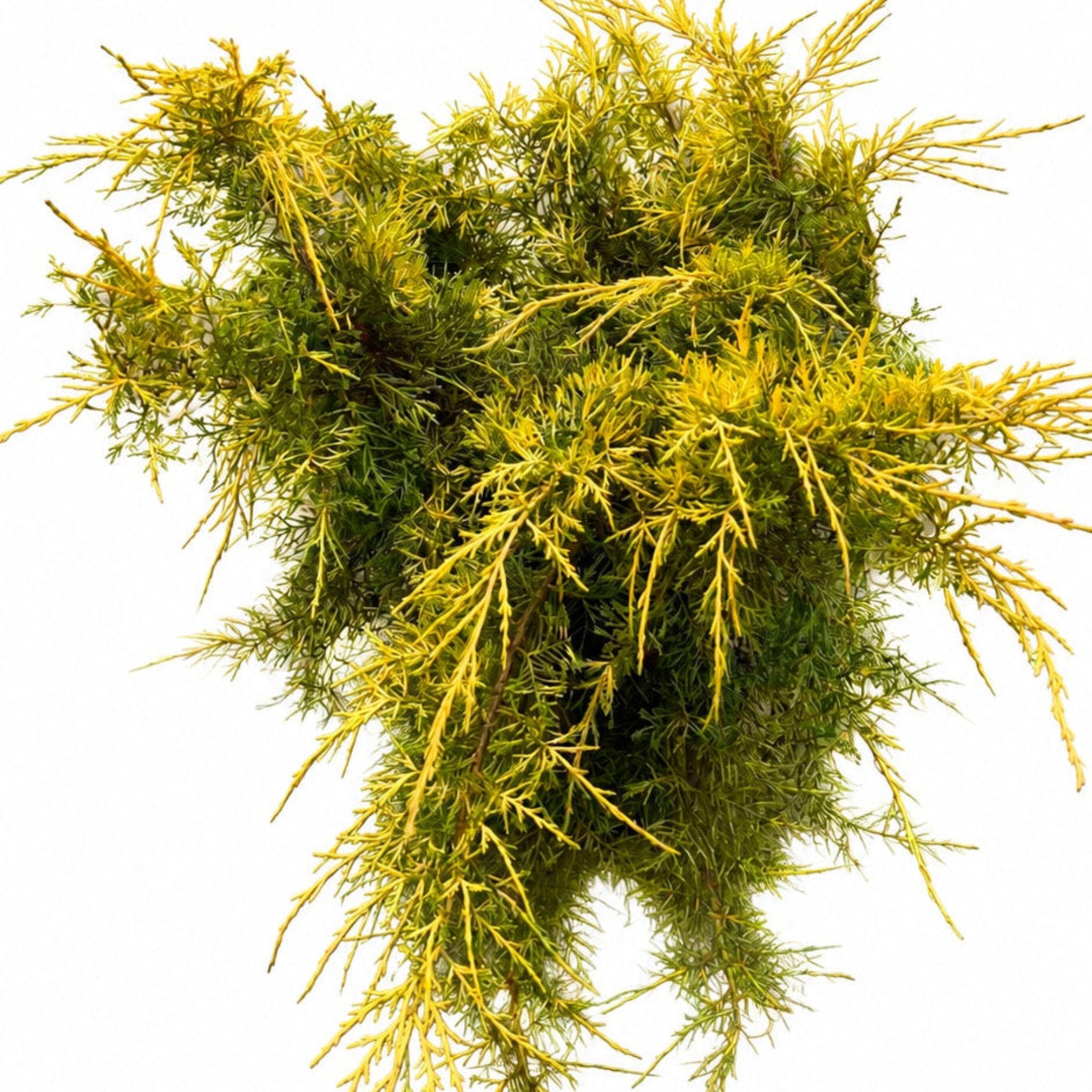 Old Gold Juniper