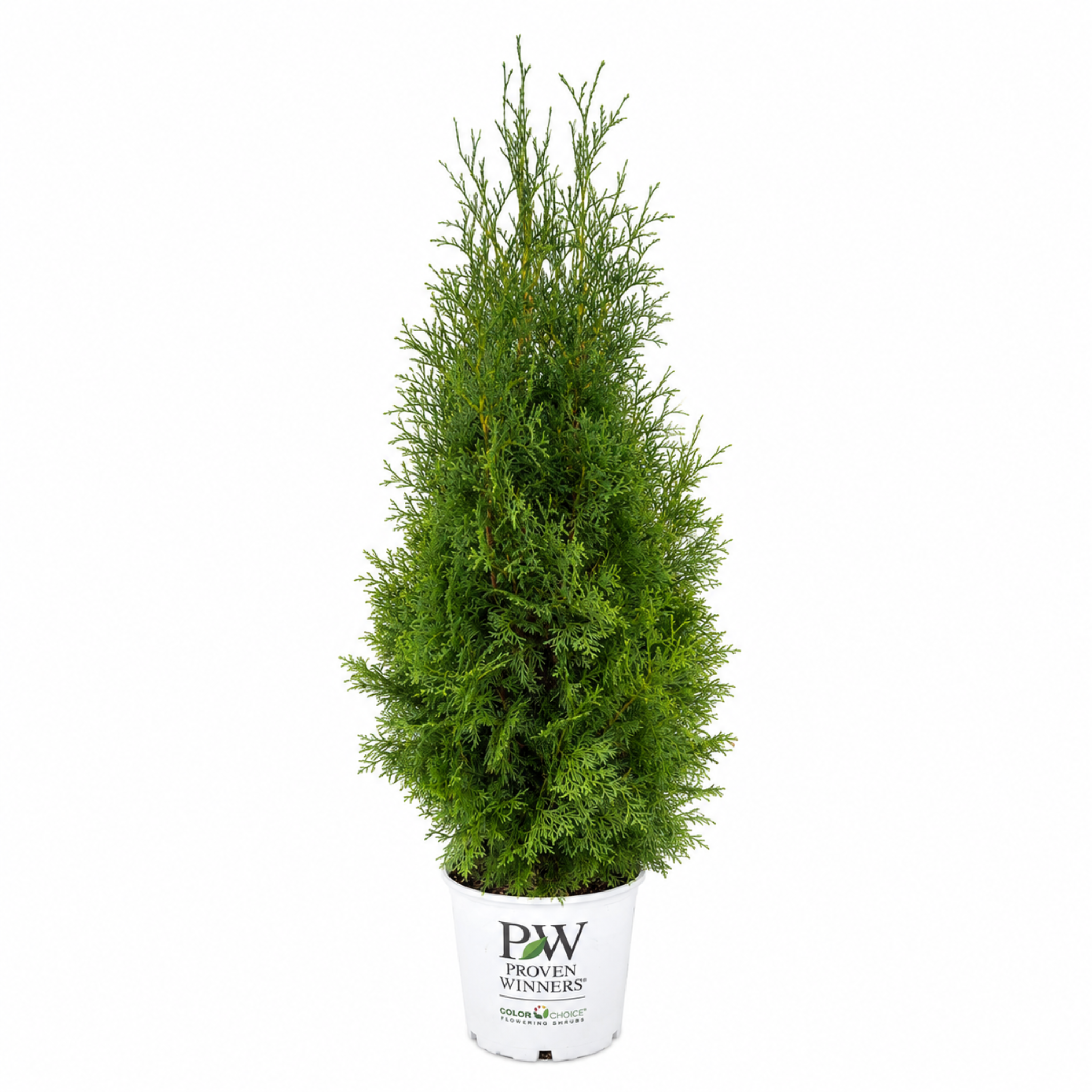 North Pole® Arborvitae