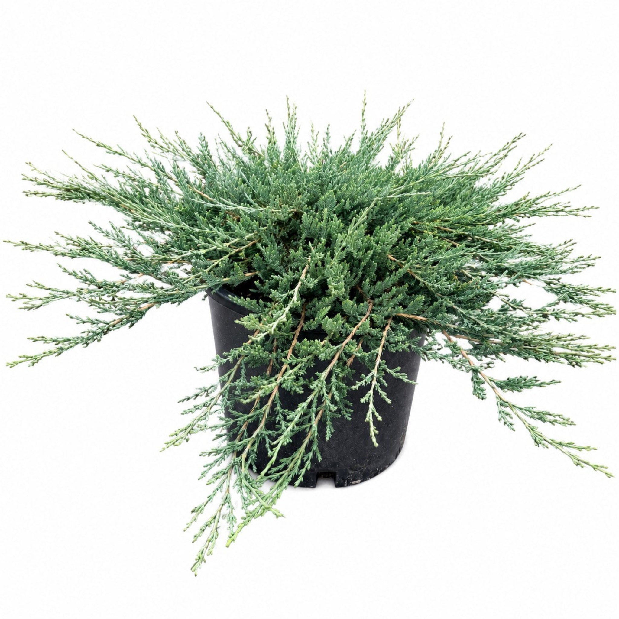 Blue Chip Juniper