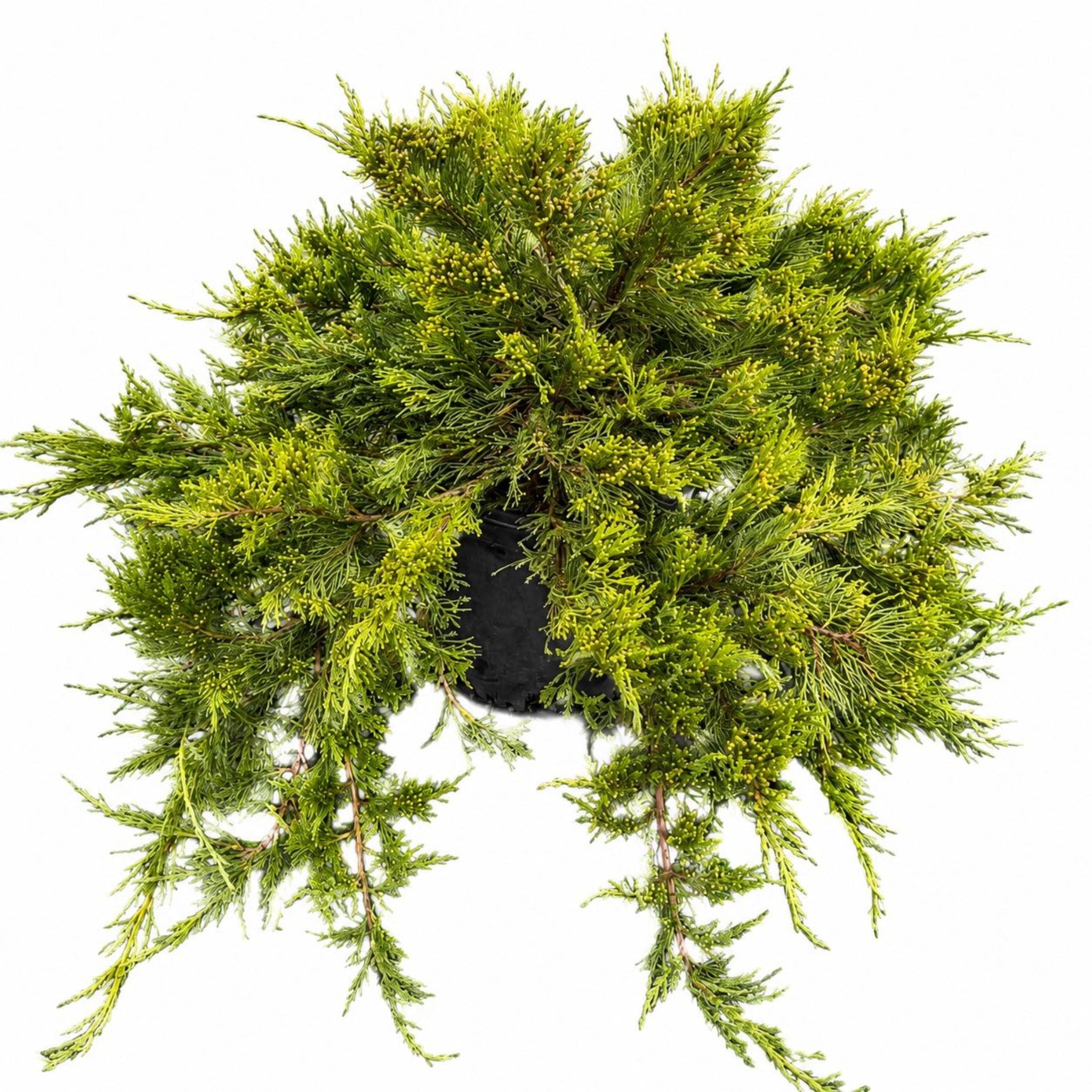 Broadmoor Juniper