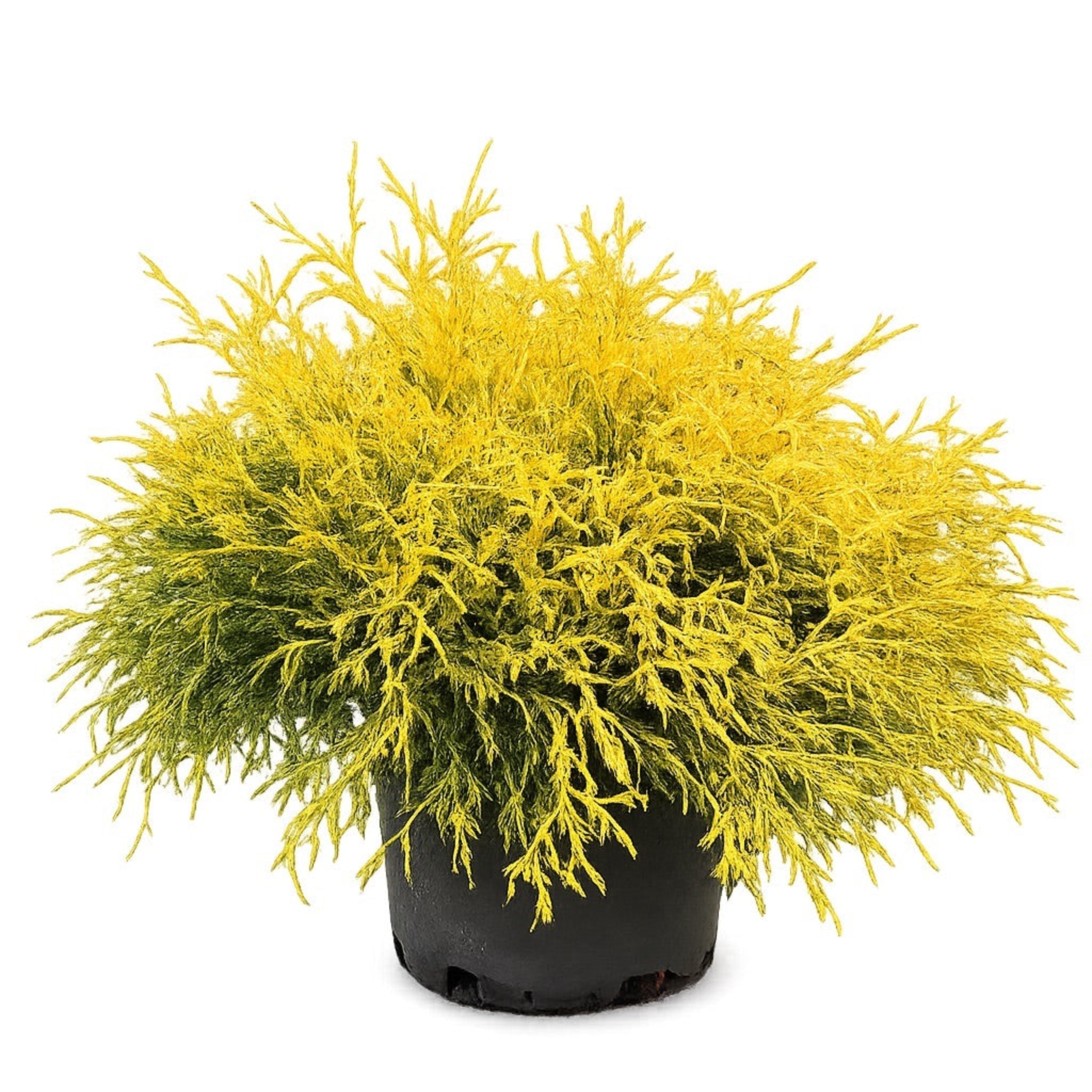 King's Gold Threadbranch Cypress