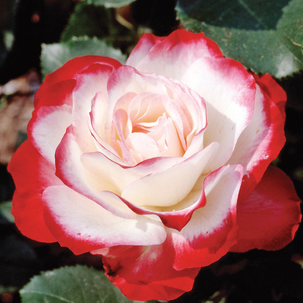 Cherry Parfait Grandiflora Rose 1.5 gallon Pot