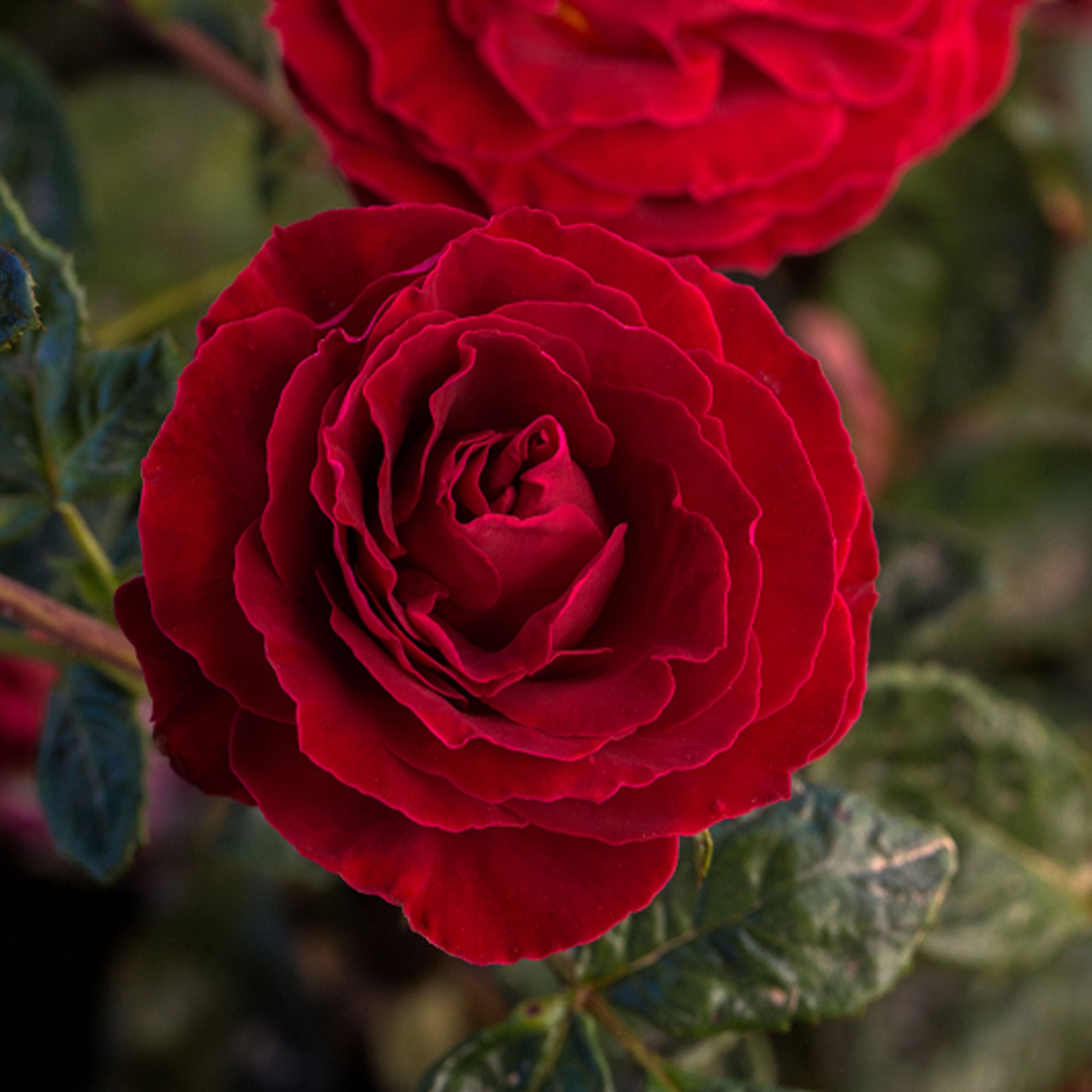 Cherrytini Rose 1.5 gallon Pot