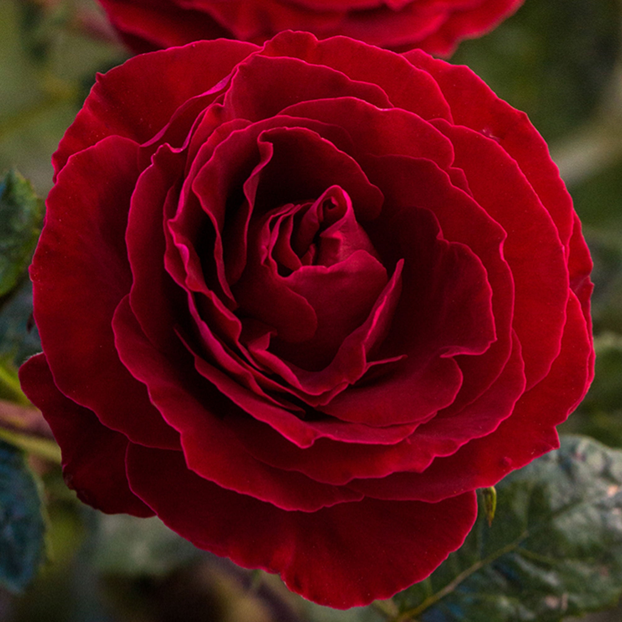 Cherrytini Rose 1.5 gallon Pot