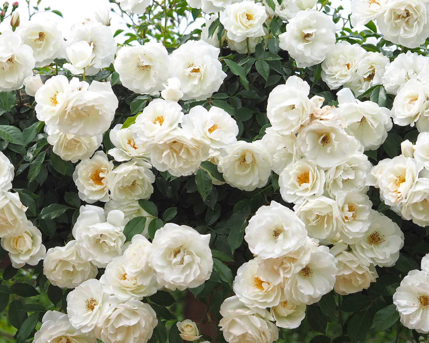 Iceberg Climbing Rose 1.5 gallon Pot