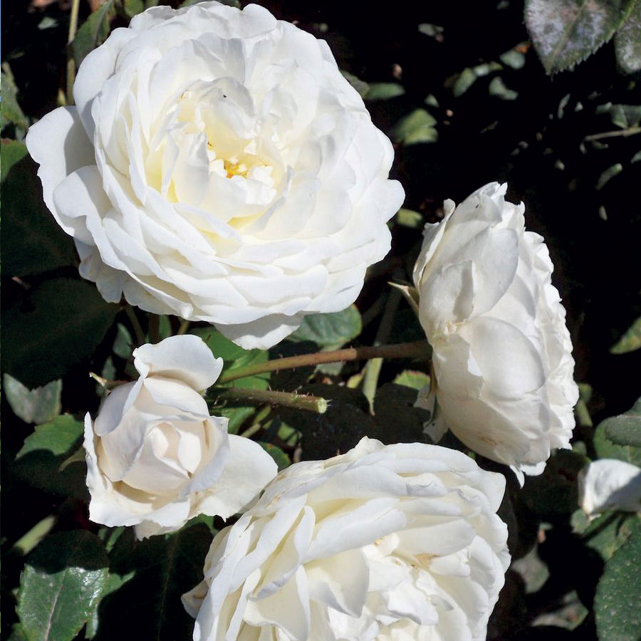 Cloud 10 Climbing Rose