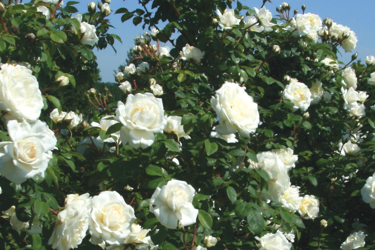 Cloud 10 Climbing Rose