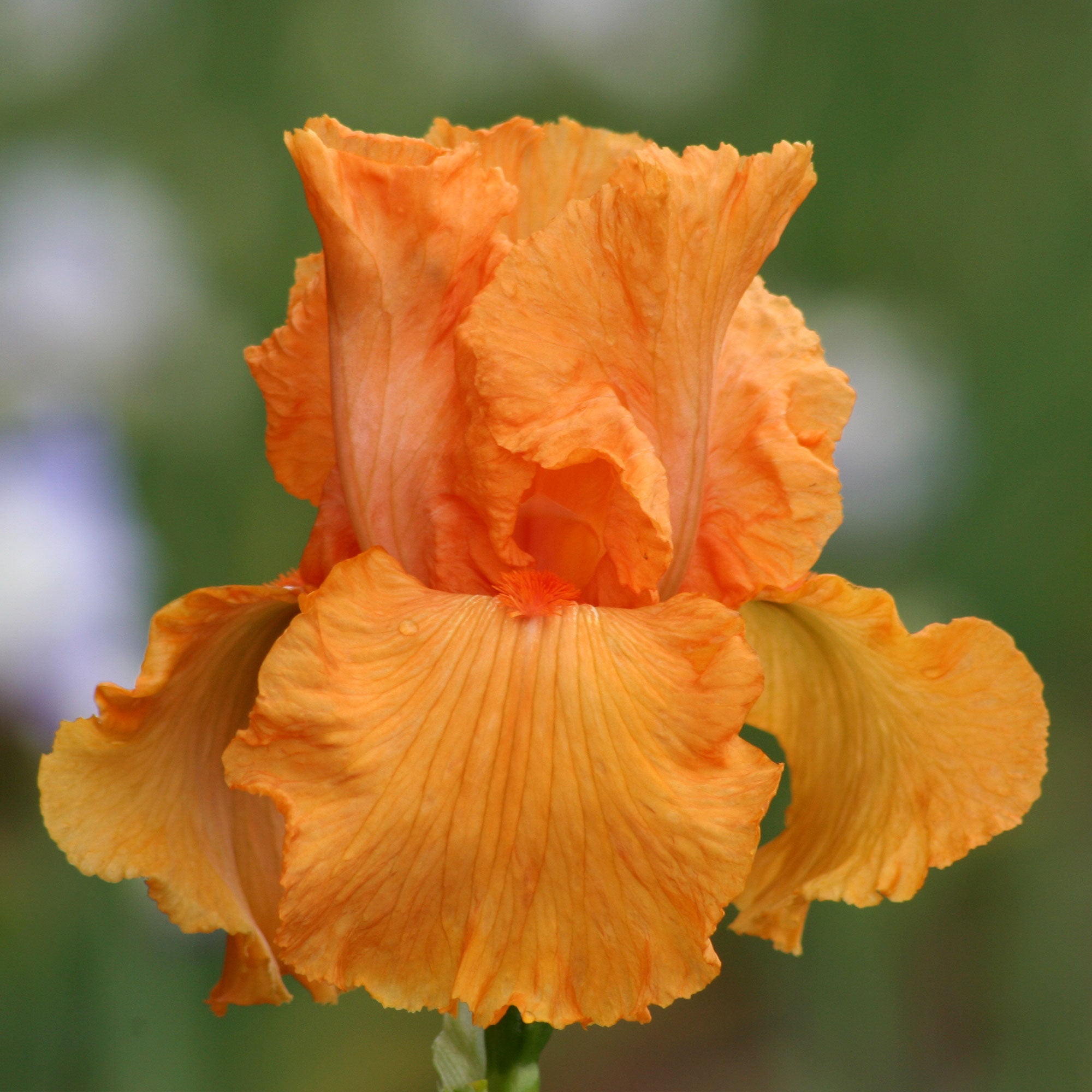 Coup de Soleil Fragrant Bearded Iris Potted Quart Pot