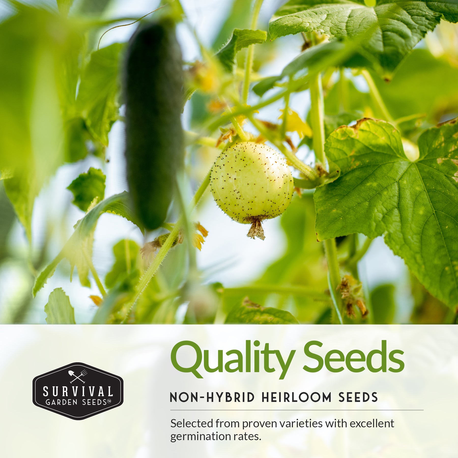 Cucumber Seed Collection – Armenian, Beit Alpha, Lemon, National Pickling & Spacemaster Varieties