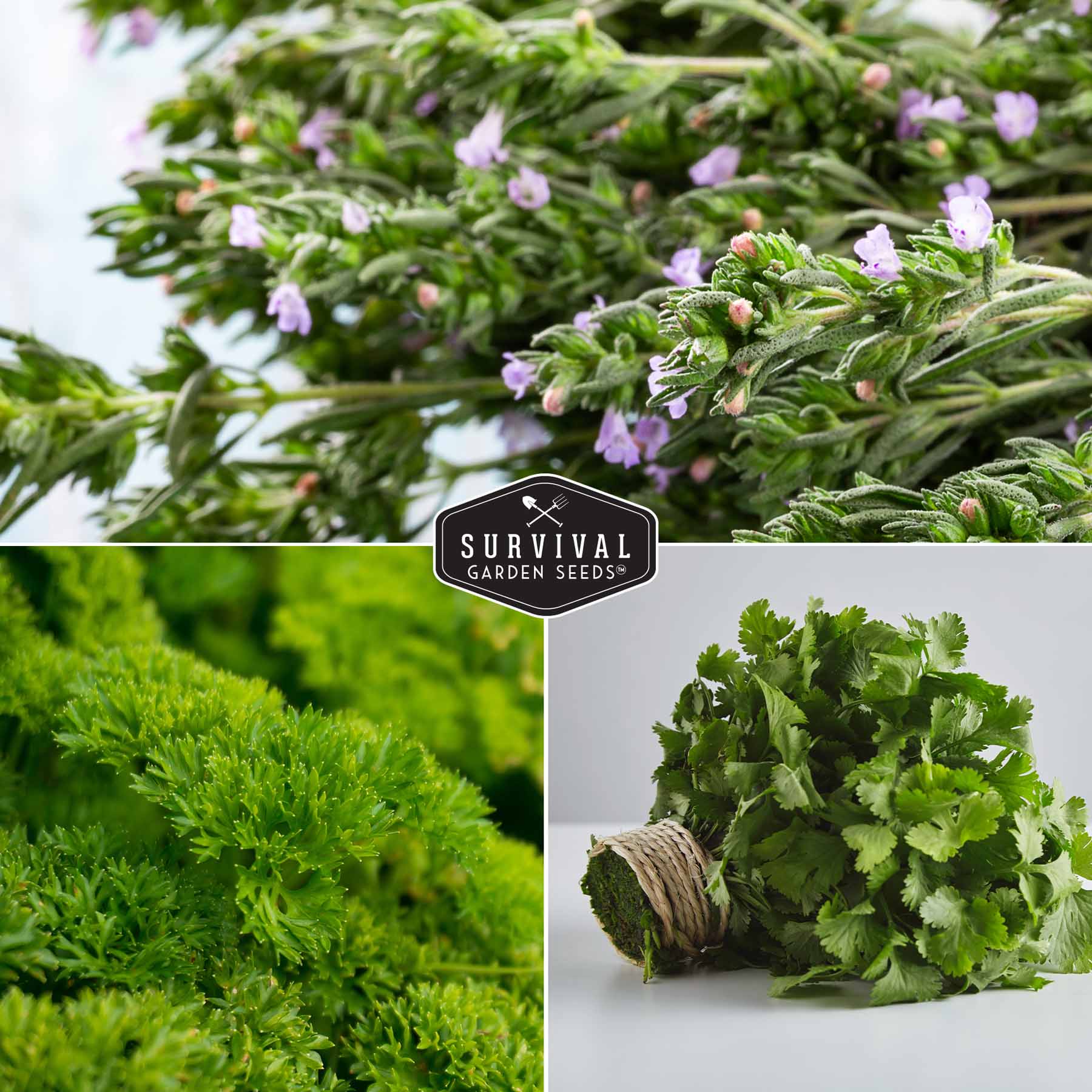 Culinary Herb Seed Collection - 5 Classic Culinary Herbs