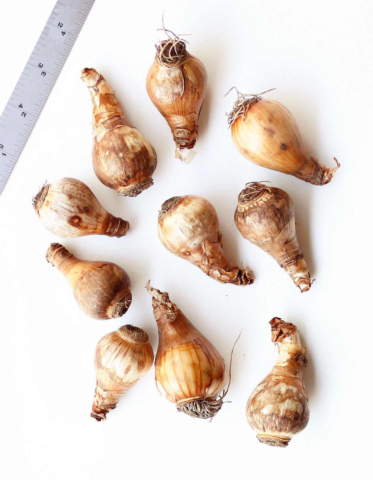 Pipit Jonquilla Daffodil - 10 bulbs
