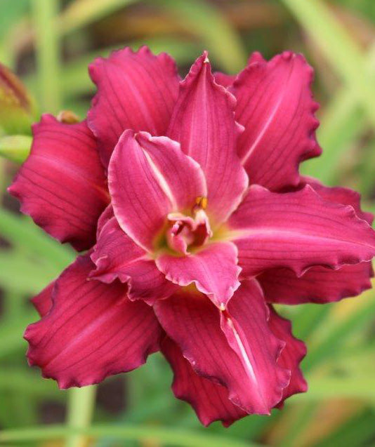 Double Pardon Me Reblooming Daylily - Single Root Division