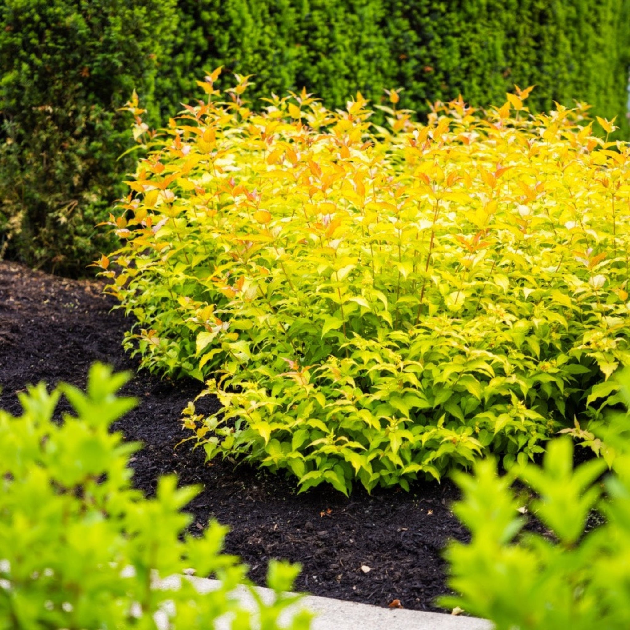Firefly® Bush Honeysuckle