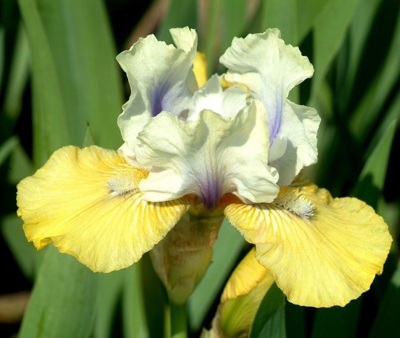 Double Your Fun Reblooming Bearded Iris Potted Quart Pot