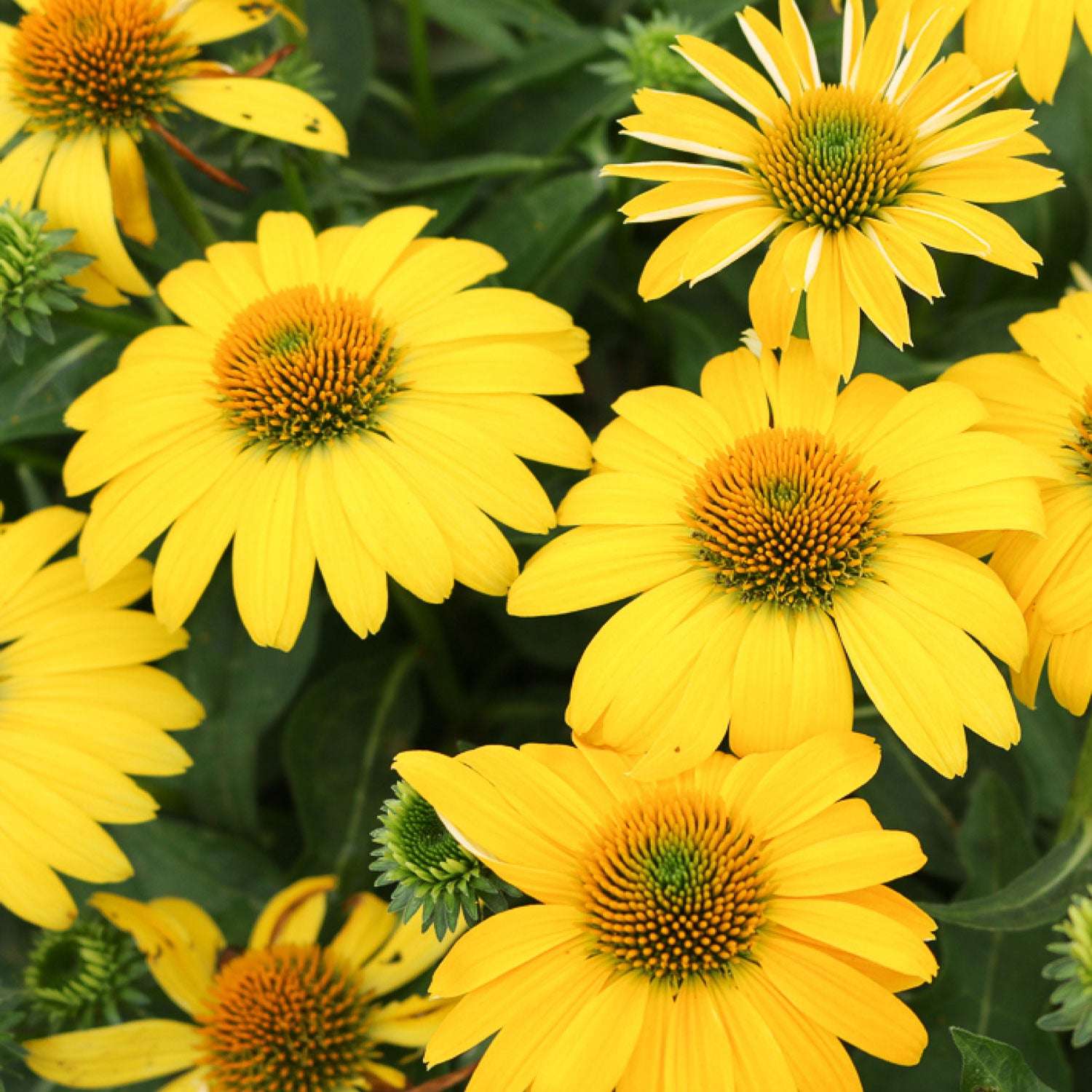 Echinacea Lemon Yellow Potted Quart Pot