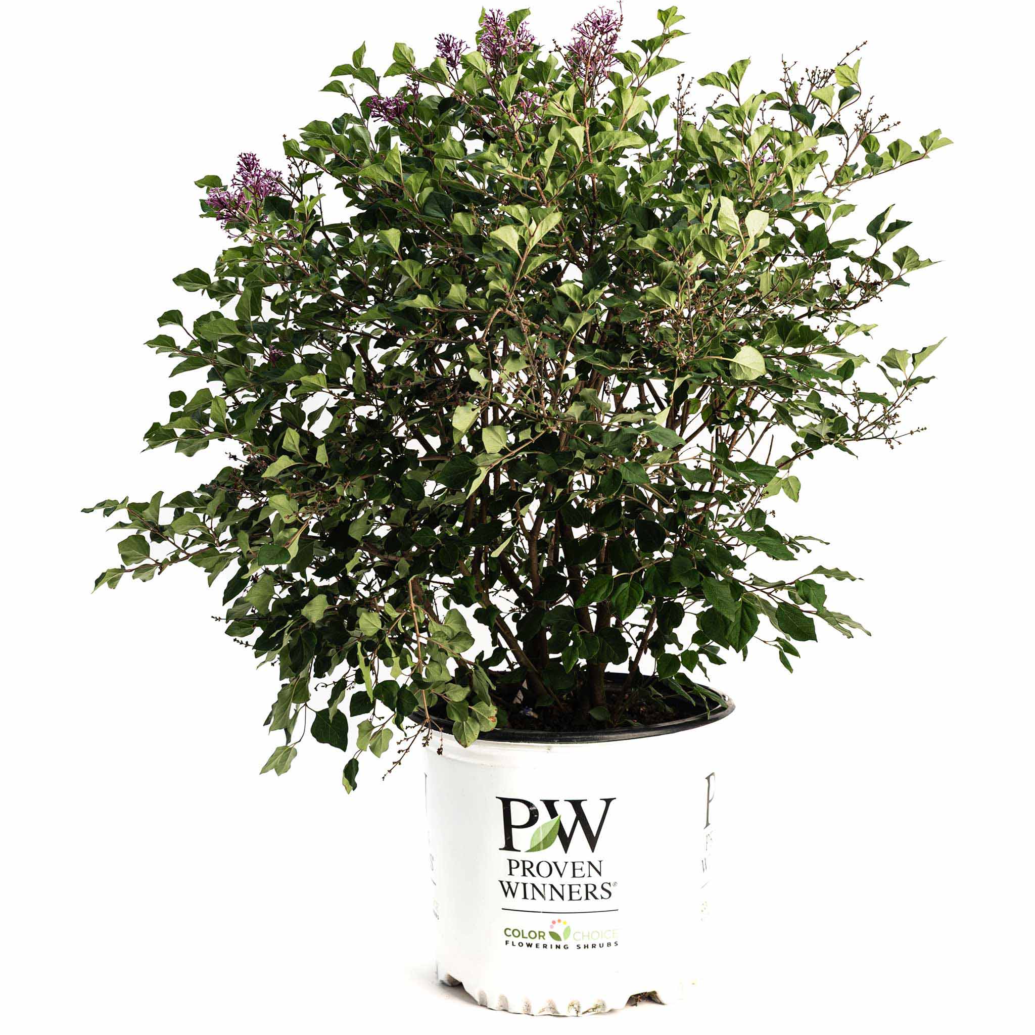 Bloomerang Lilac Bush