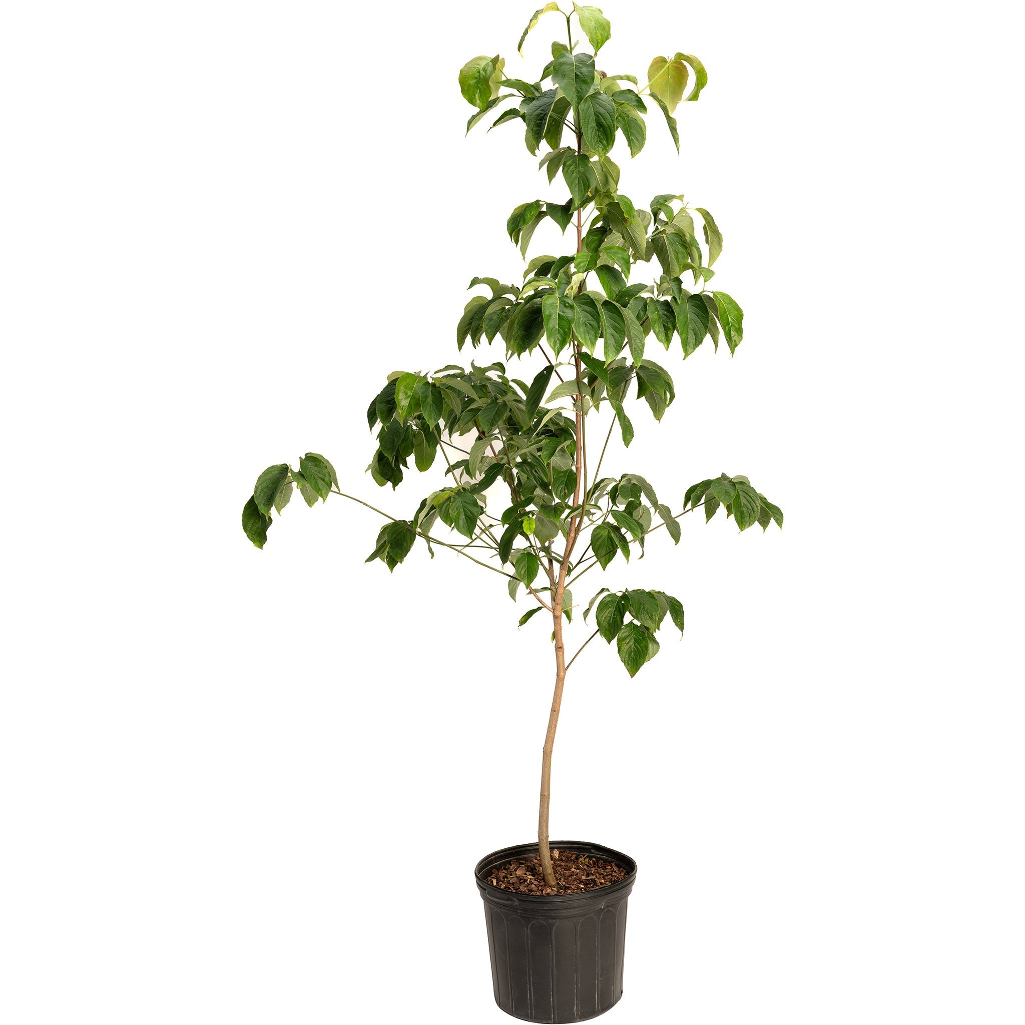 Cherokee Chief Pink Dogwood