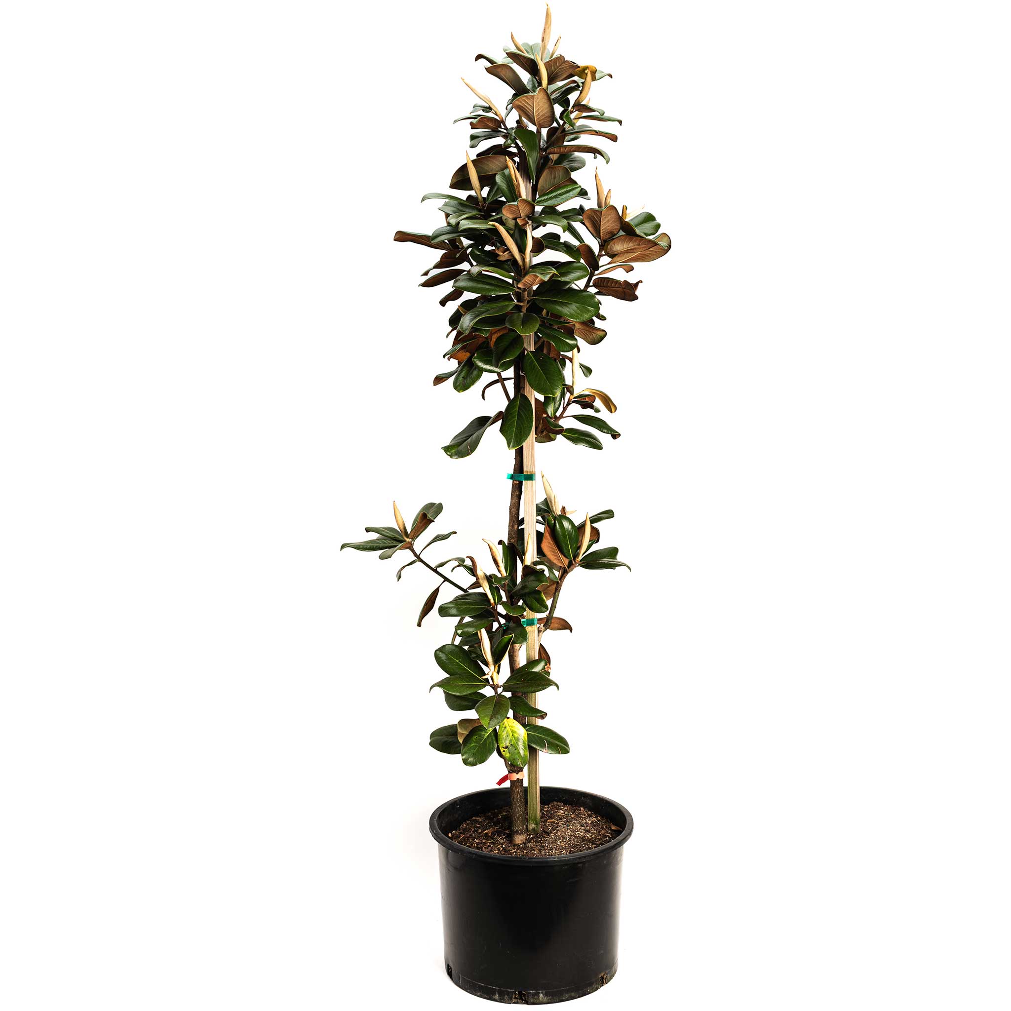Teddy Bear® Southern Magnolia