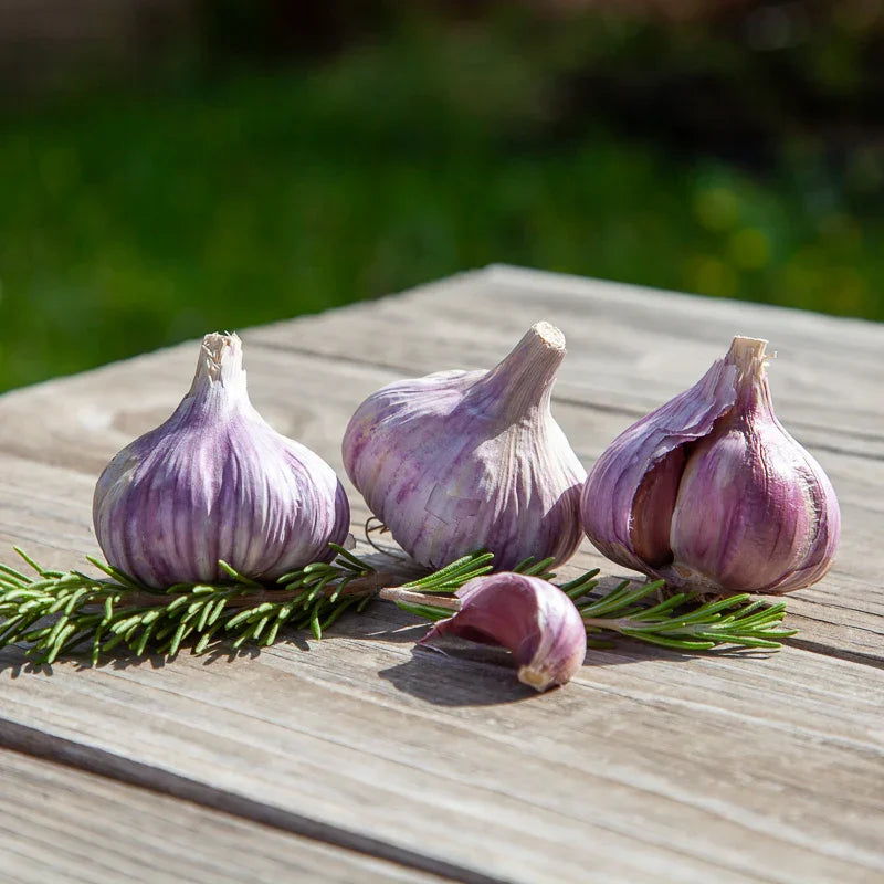 Organic Red Chesnok Garlic (lb)