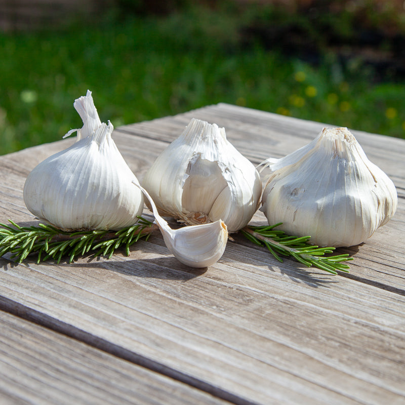 Organic Early Purple Italian Garlic (lb)