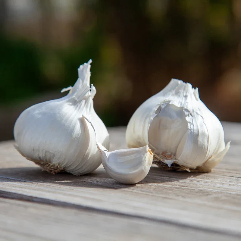 Organic Early Purple Italian Garlic (lb)