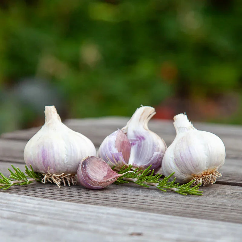 Organic German White Garlic (lb)
