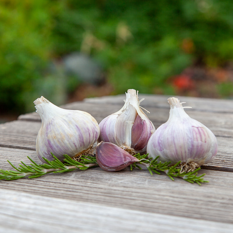 Organic German Xtra Hardy Garlic (Lb)