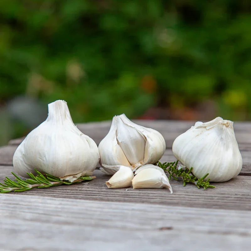 California Early White Garlic (Lb)