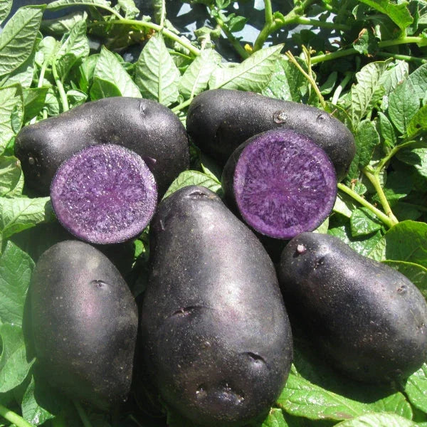 Organic Black Berry Seed Potato (lb)