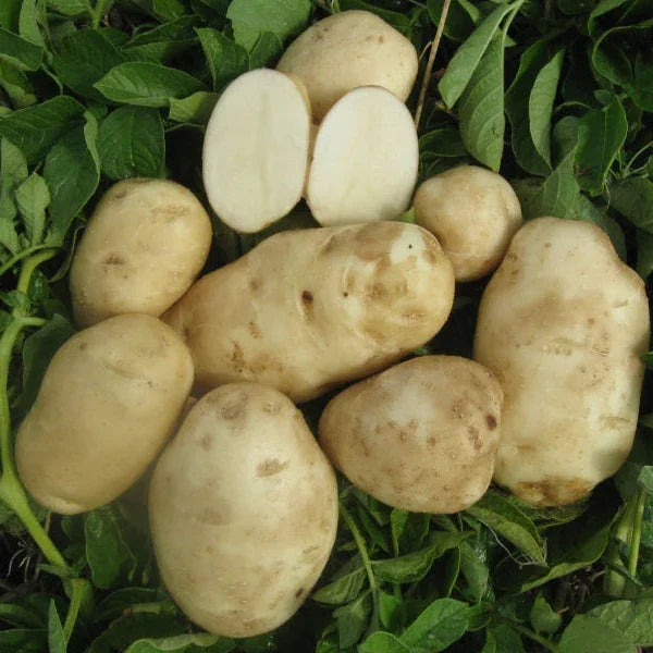 Organic Green Mountain Seed Potato (lb)