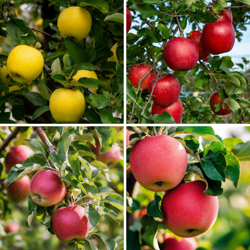 "Constant Harvest" Apple, 4 on 1 Multi Grafted Fruit Tree