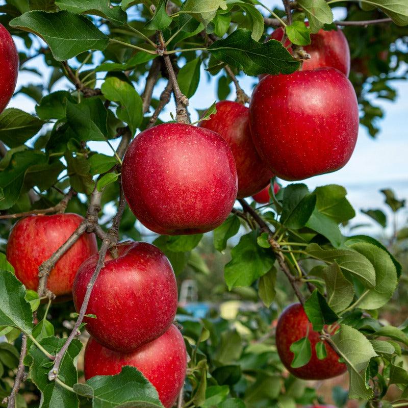 "Constant Harvest" Apple, 4 on 1 Multi Grafted Fruit Tree
