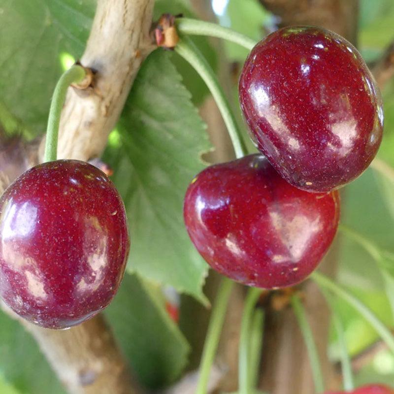 Sweet Cherry, 3 on 1 Multi Grafted Fruit Tree