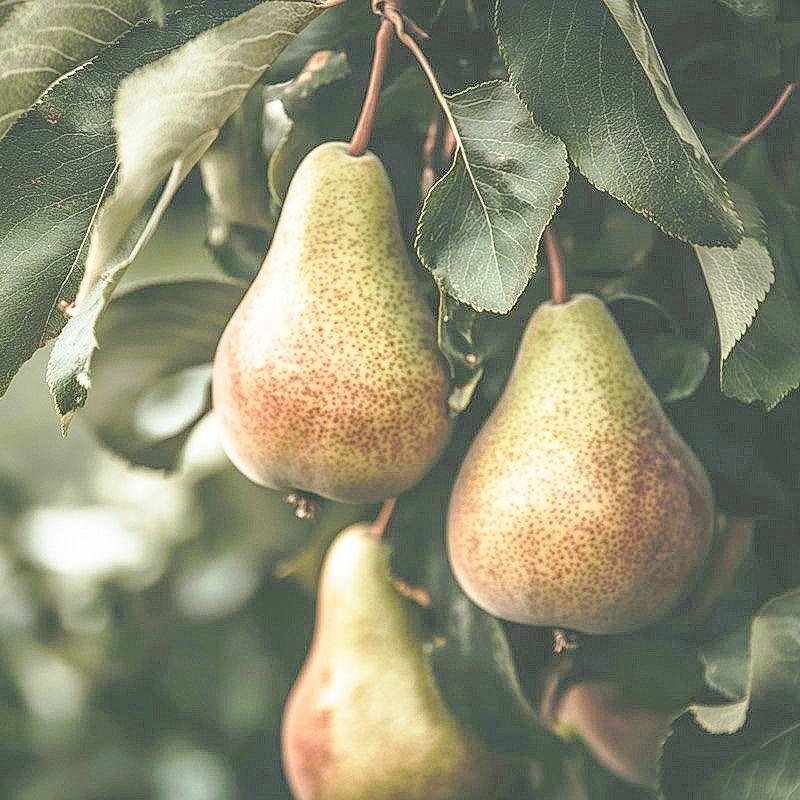 Disease Resistant Pears, 4 on 1 Multi Grafted Fruit Tree