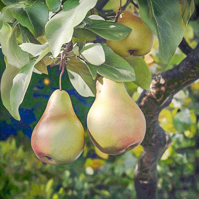 Warren Pear Tree
