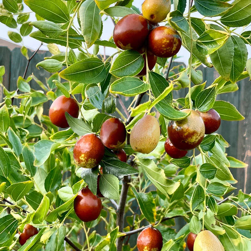 Jujube Sugar Cane Tree
