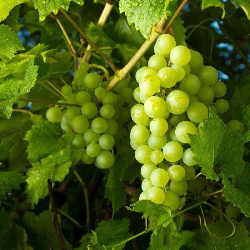 Princess Seedless Table Grape Vine