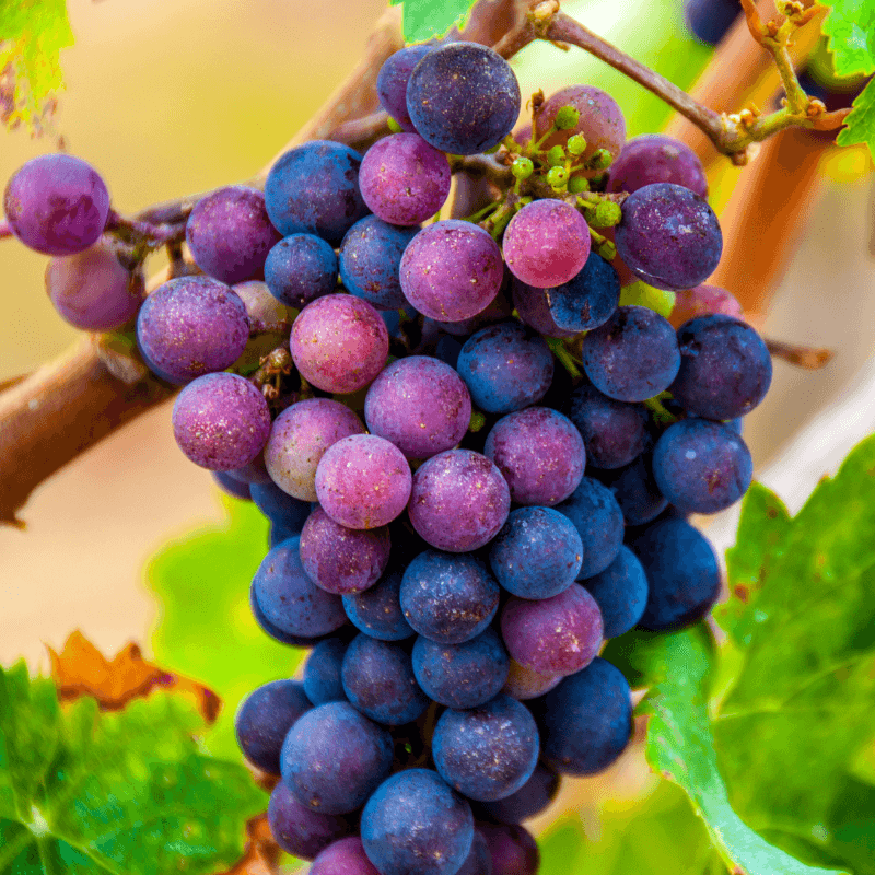 Shiraz (Syrah) Wine Grape Vine