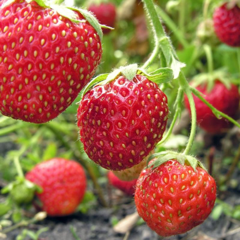Ozark Beauty Strawberry Plants (Bundle of Approximately 25)